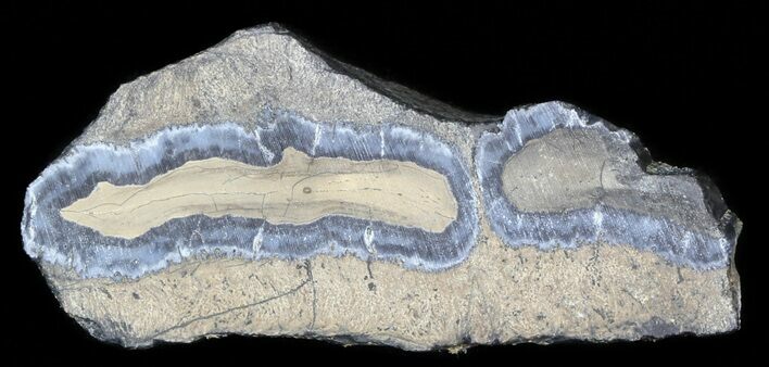 Mammoth Molar Slice With Case - South Carolina #44066